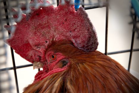 Maurice the rooster, whose early crowing upset vacationers in France's Ile d’Oléron. 