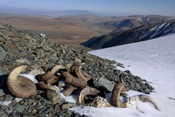 A 1,500-year-old pile of argali sheep skulls and horn curls, perhaps intentionally stacked by ancient hunters, melts from a glacier margin in western Mongolia.