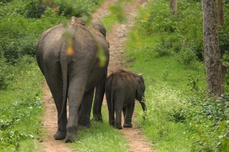 Female elephants, who usually travel with calves, are far more likely to adopt a new, risk-averse behavior. 