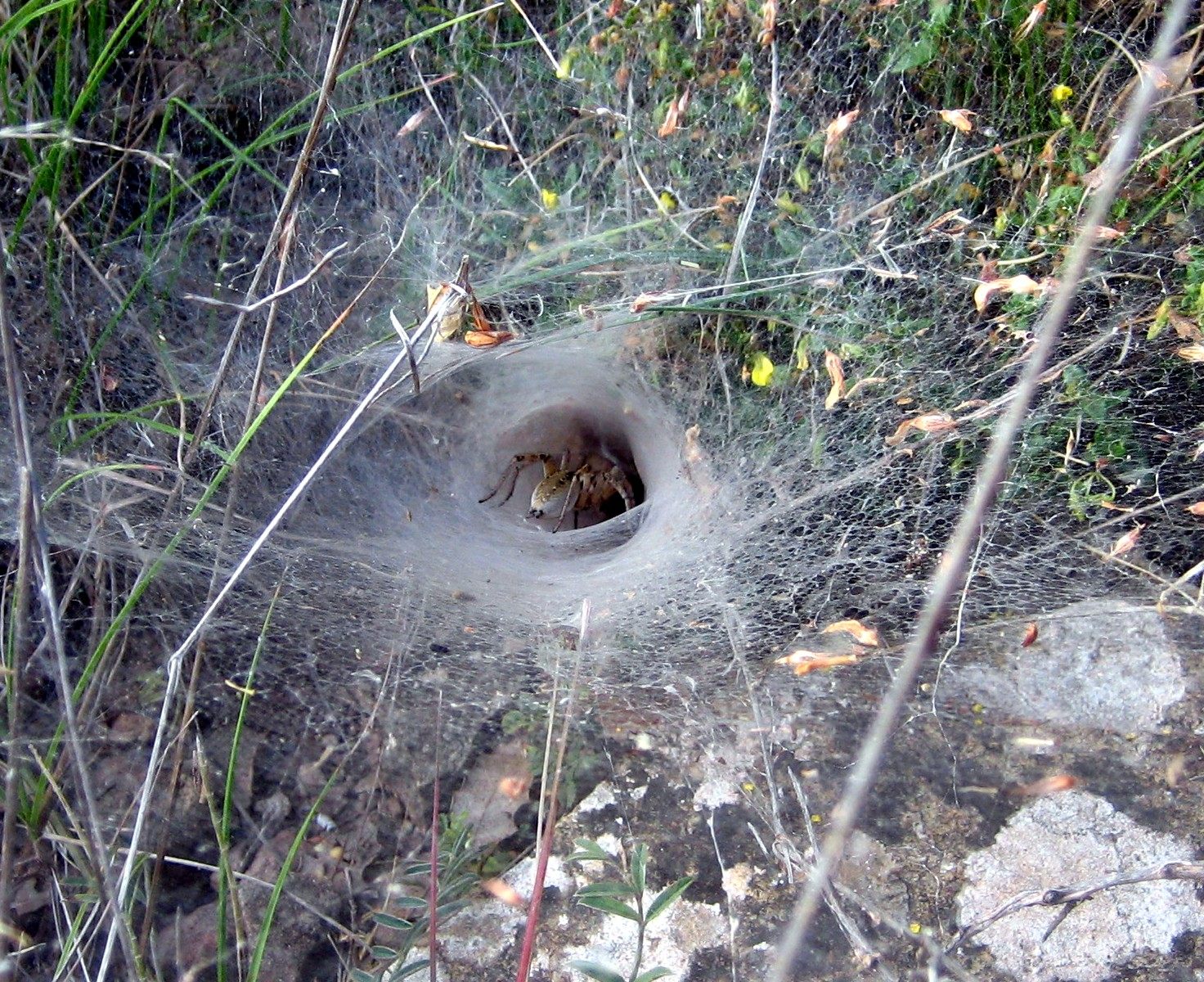 A funnel-weaver spider nestled in its web in Spain.