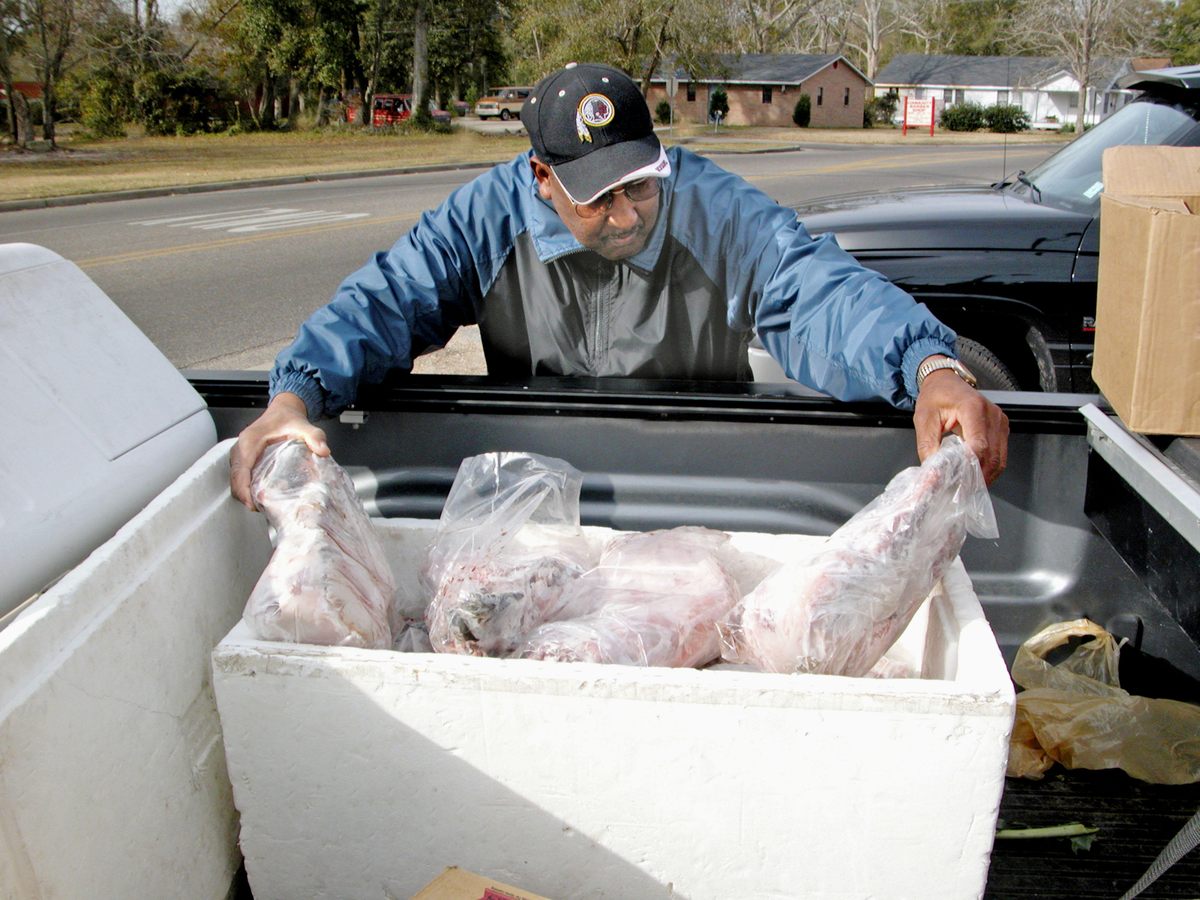 Fur trappers throughout the bitter Midwest—where raccoon pelts are lush—often sell the meat as a byproduct, leaving one paw attached by law to distinguish the carcasses from those of cats.