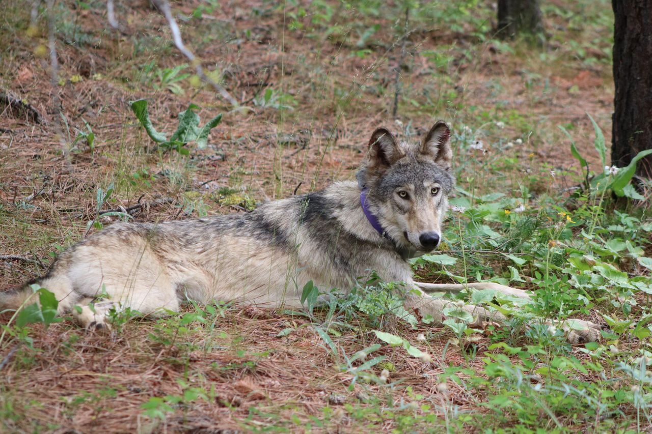 OR-93, the Oregon wolf that traveled to California in 2020.