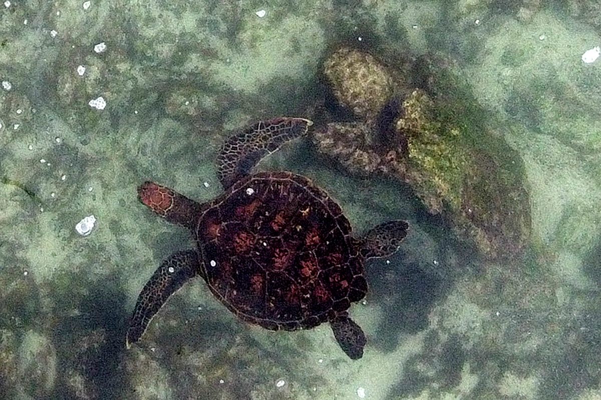 Aerial view showing sea turtles swimming as park rangers monitor these reptiles in Floreana Island, in the Galapagos Islands in the Pacific Ocean.