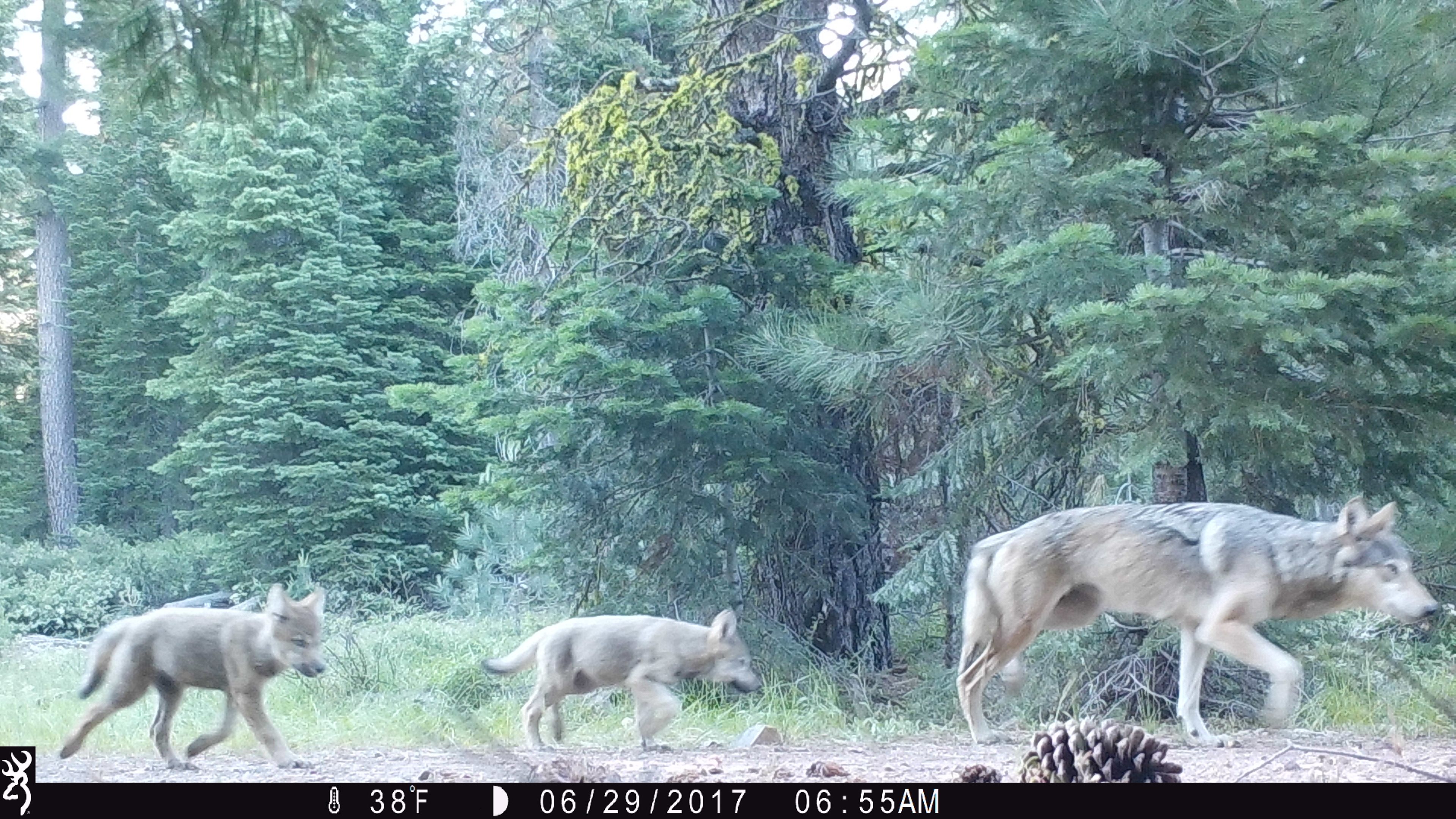 Two of the pups following their mom.