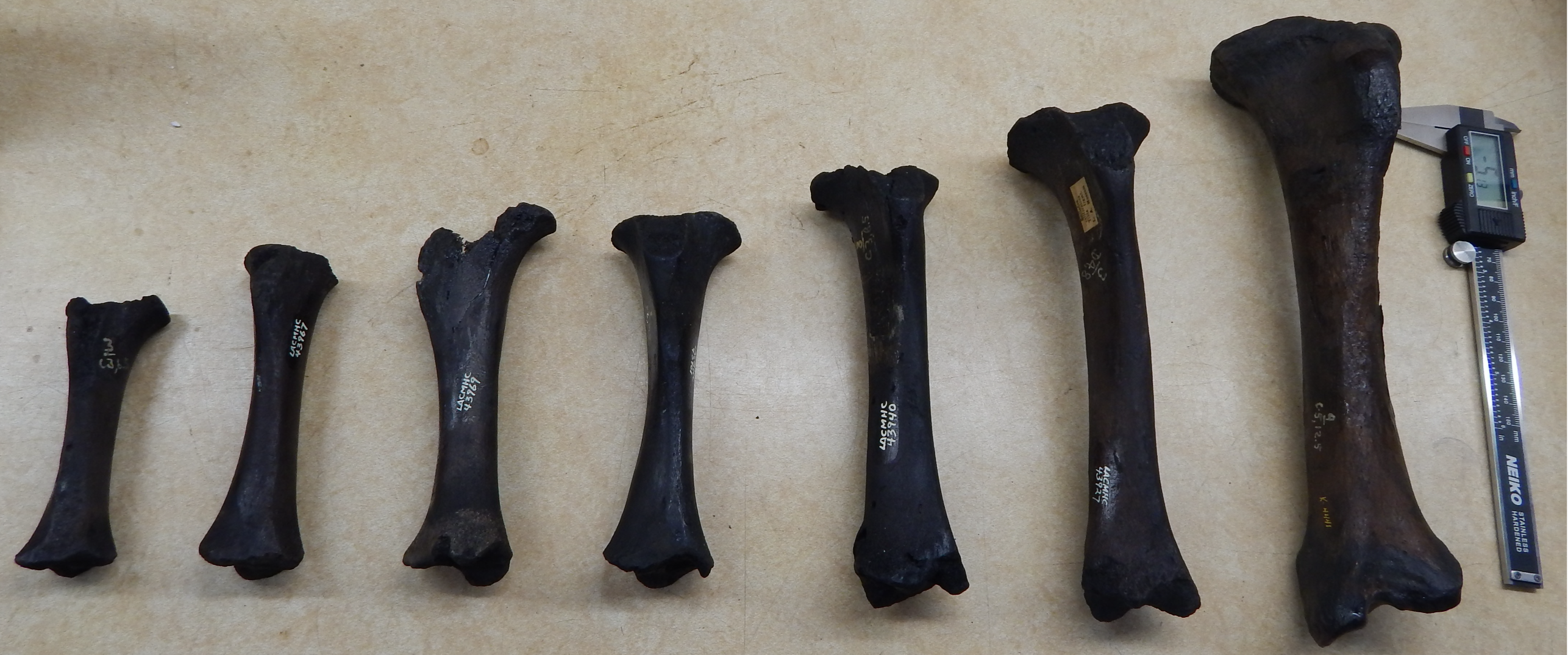 Growth series of juvenile limb bones of <em>Smilodon fatalis</em>.