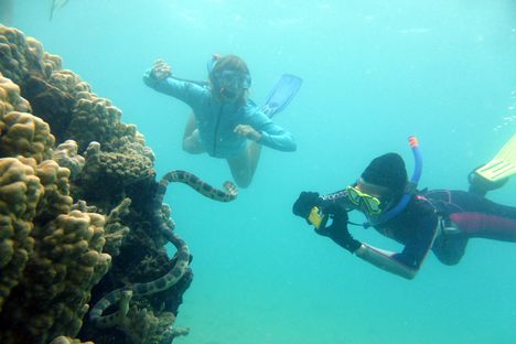 Two of the "Fantastic Grandmothers" document a greater sea snake, photo-identifying its uniquely patterned tail for their growing database.