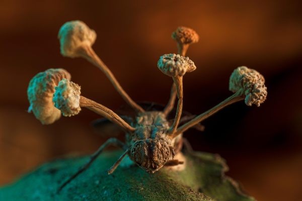 A parasitic fungus emerges from the body of a fly in Peru.
