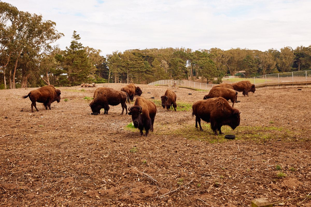 The fence around the bison paddock keeps the bison from trampling the gardens of nearby San Franciscans.