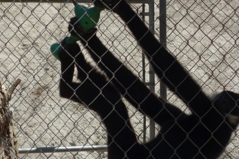 Gibbon Conservation Center