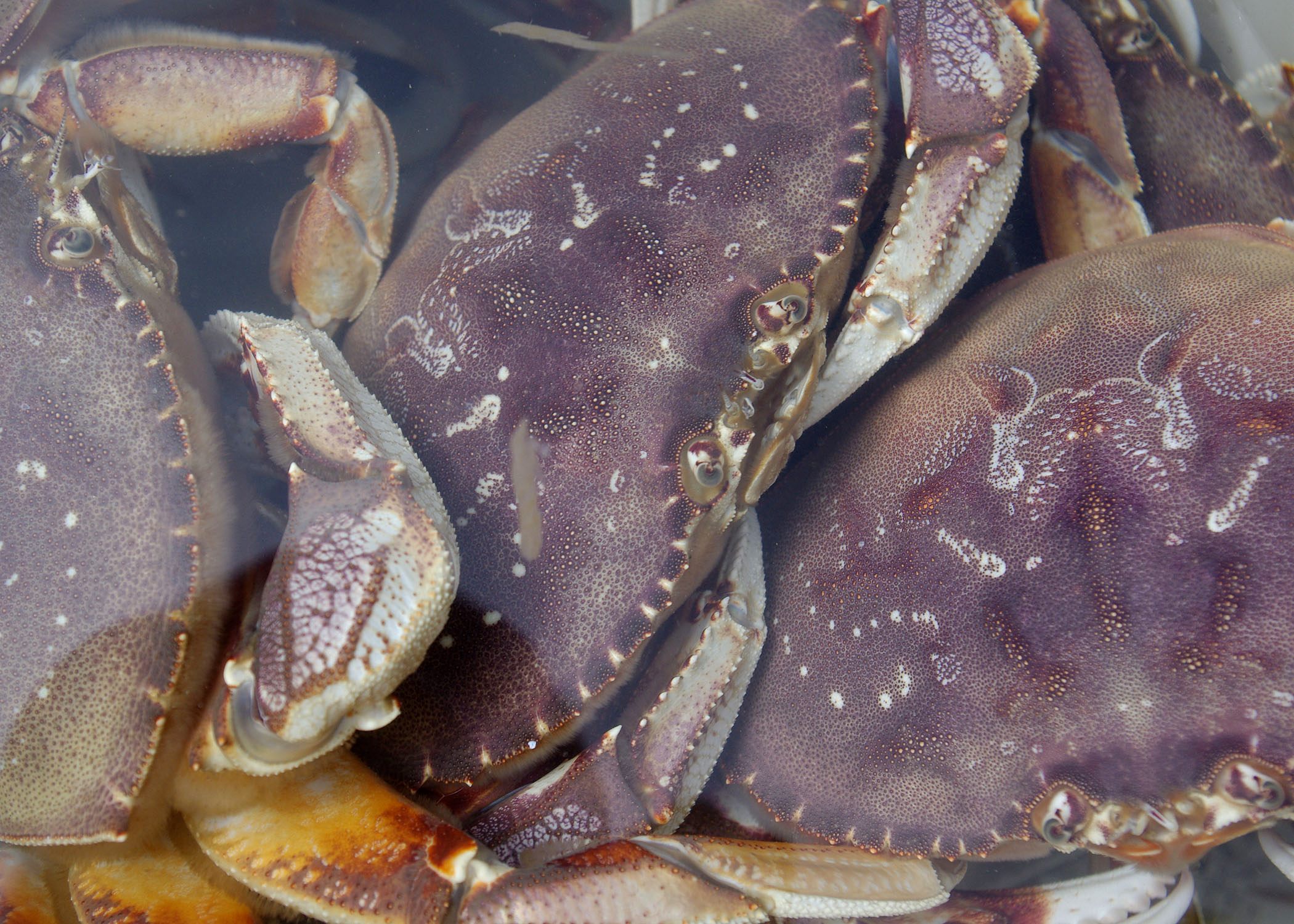Dungeness crabs are popular among commercial and recreational fishers in Oregon. About 8.3 million pounds were harvested in 2014–15.