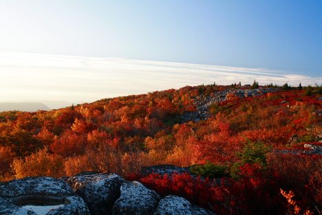 Dolly Sods Wilderness has 47 miles of trails, many of which follow old railroad grades and logging roads. 