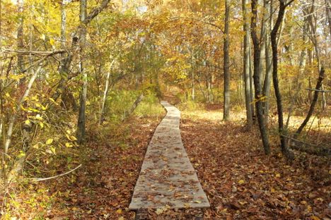 Hiking trail in Neutaconkanut Hill Park