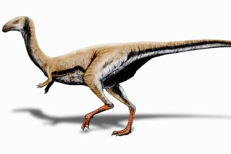 A typical limusaurus. 