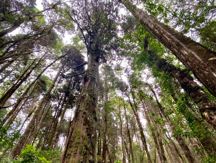 Fitzroya Cupressoides old trees in Pumalín National Park