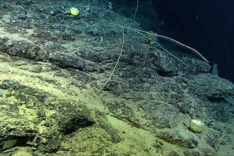 The new sponge is about 6.5 feet long and looks nothing like a typical sponge.