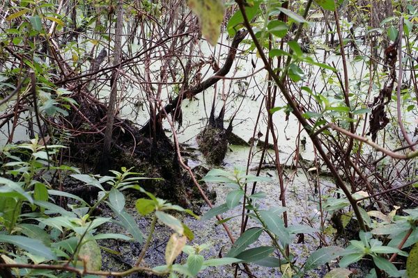 The shallow waters of Windover Pond yielded rich archaeological finds from Florida’s Early Archaic Period.