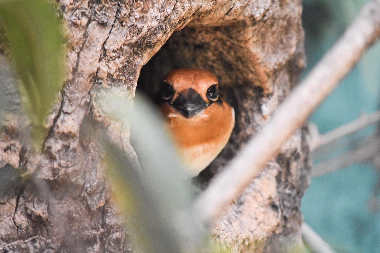 The Micronesian kingfishers hunkered down quite peacefully.