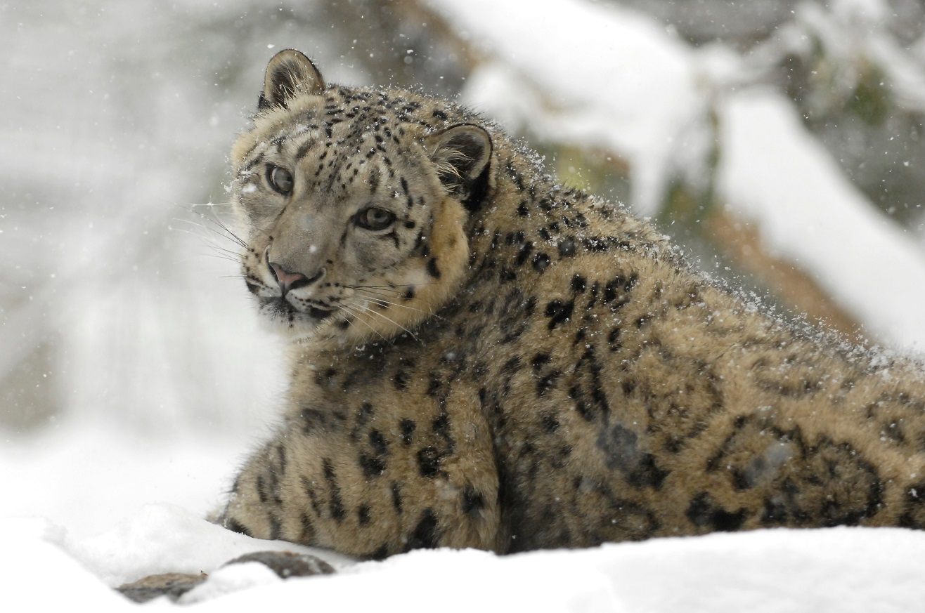 snow leopards endangered