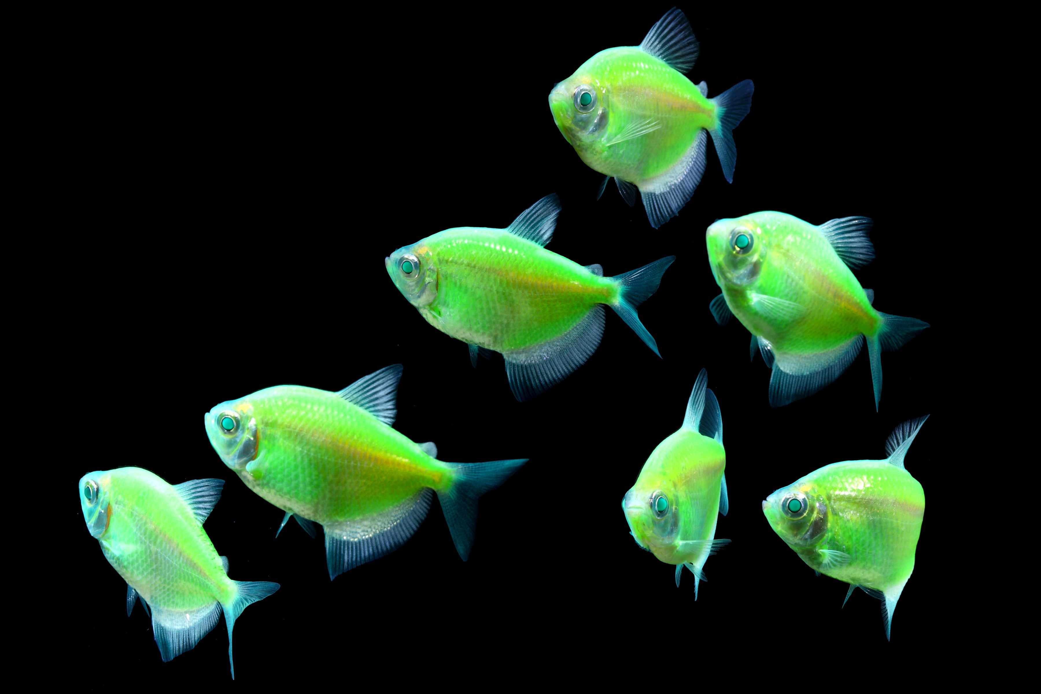 Зеленые аквариумные рыбки