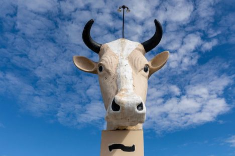 Giant Cow Head