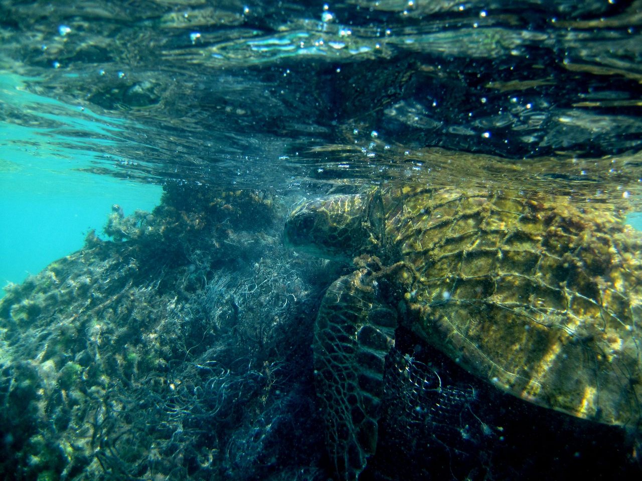 A green sea turtle, tangled in a ghost net in 2014. 