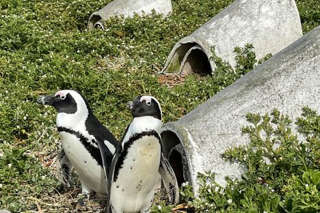 South Africa's Penguins May Beat the Heat With New Ceramic Nests