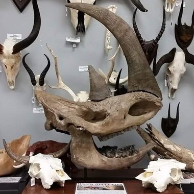 Extinct woolly rhino skull.