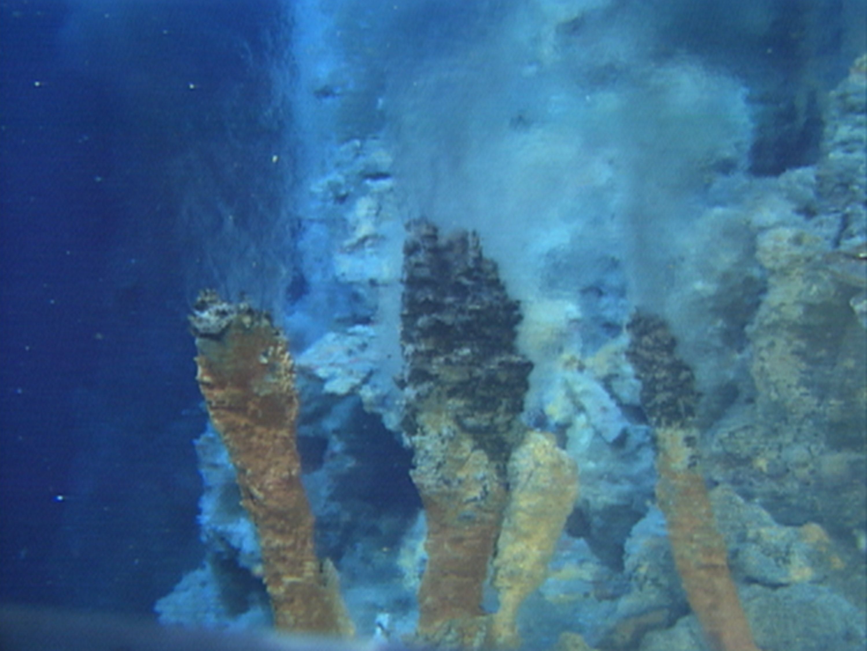 Deep-Sea Sponge Skeletons Could Inspire Better Bridges - Scientific American