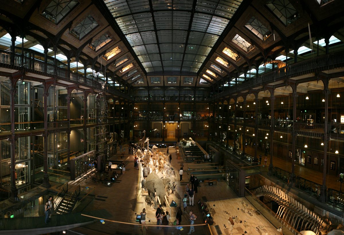 There's a rhinograde hidden somewhere within the halls of the National Museum of Natural History in France.