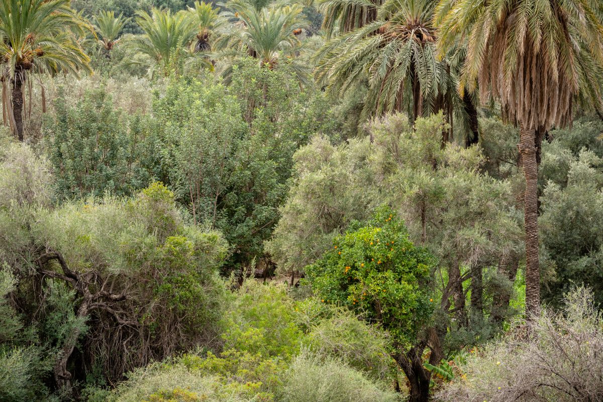An orange tree peeks out among the food forest canopy.