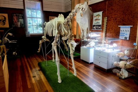 Gympie Bone Museum