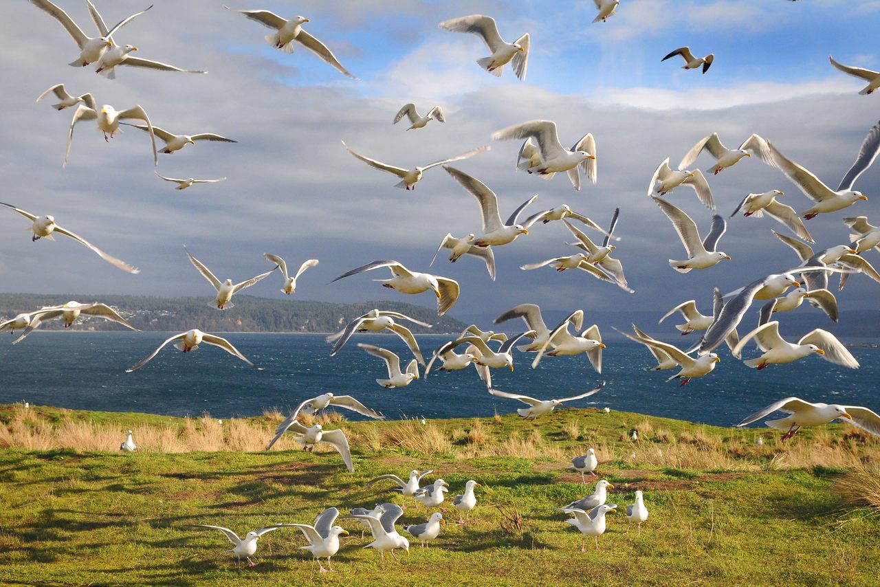 Protection Island has long been an important breeding ground for several species of gull.