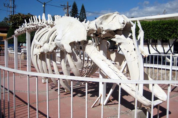  A whale skeleton on display outside of the museum.