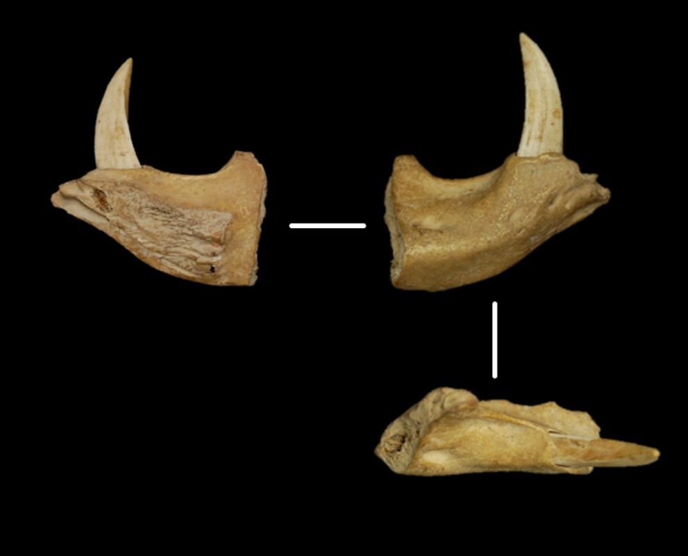 Giovas found this long-forgotten section of peccary jawbone in the Barbados Museum.