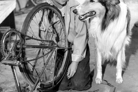 A 1956 photo of Lassie, prolific PATSY Award winner (Source: Wikimedia Commons/Public Domain)