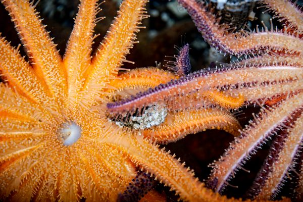 Many-armed sunflower sea stars are fast-moving and can grow to the diameter of a bicycle tire, making them formidable hunters.