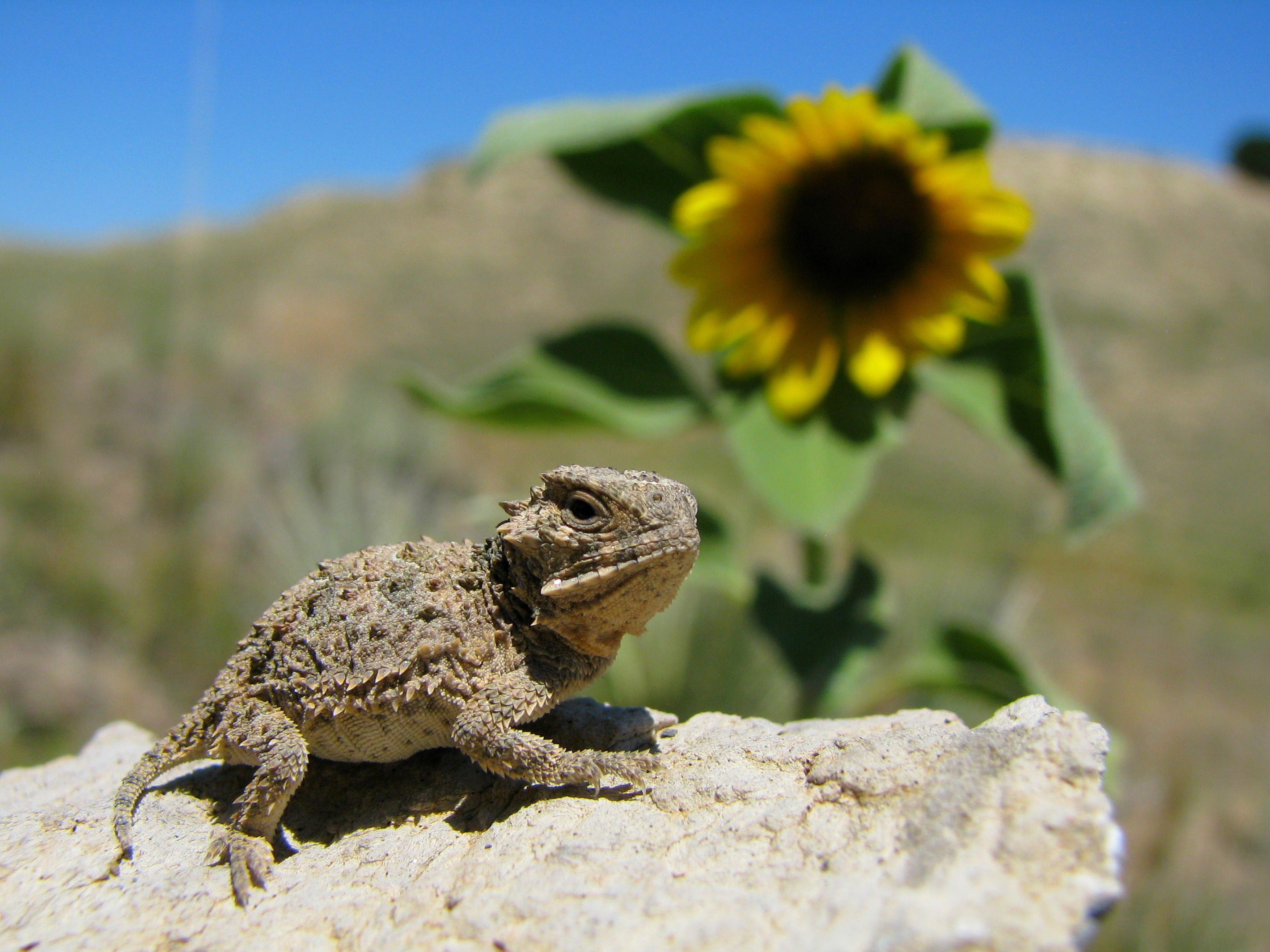 The Ballad of Ol' Rip, the Horny Toad That Wouldn't Die - Atlas Obscura