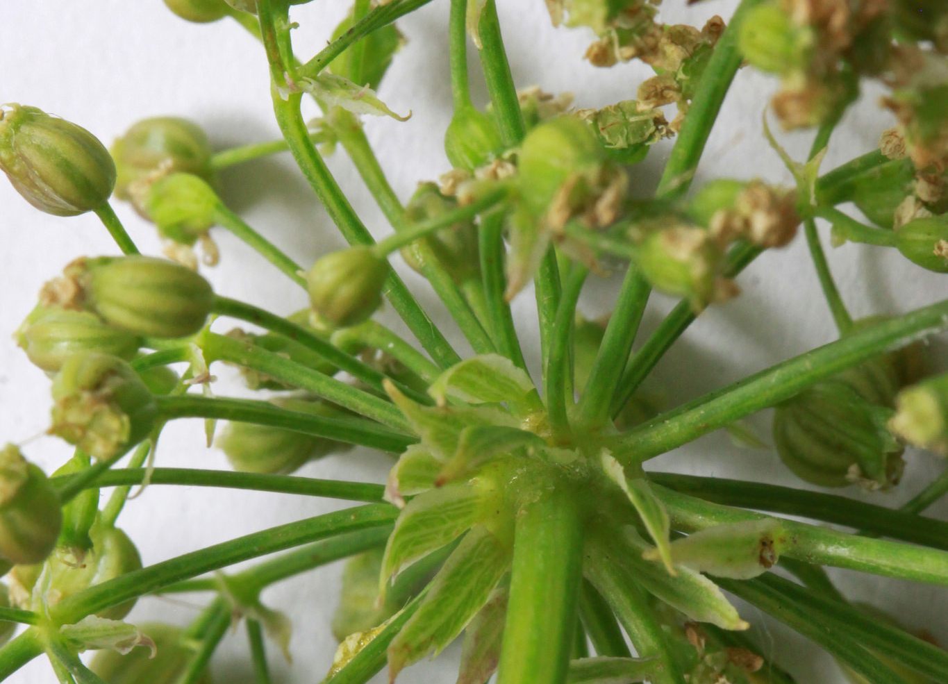 A detail of spotted water hemlock, sighted along the Red Butte Creek in Salt Lake City, Utah.