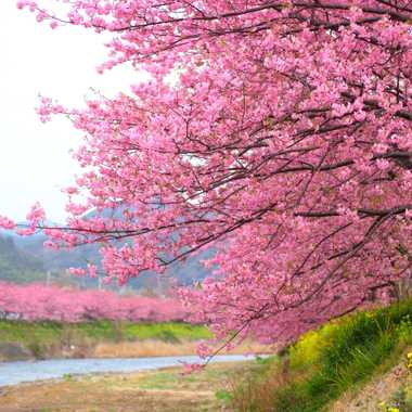 Kawazu cherry trees.