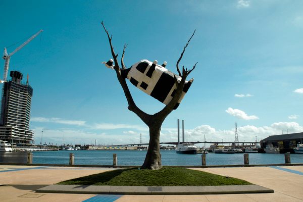 Cow up a Tree, Australian history and humor