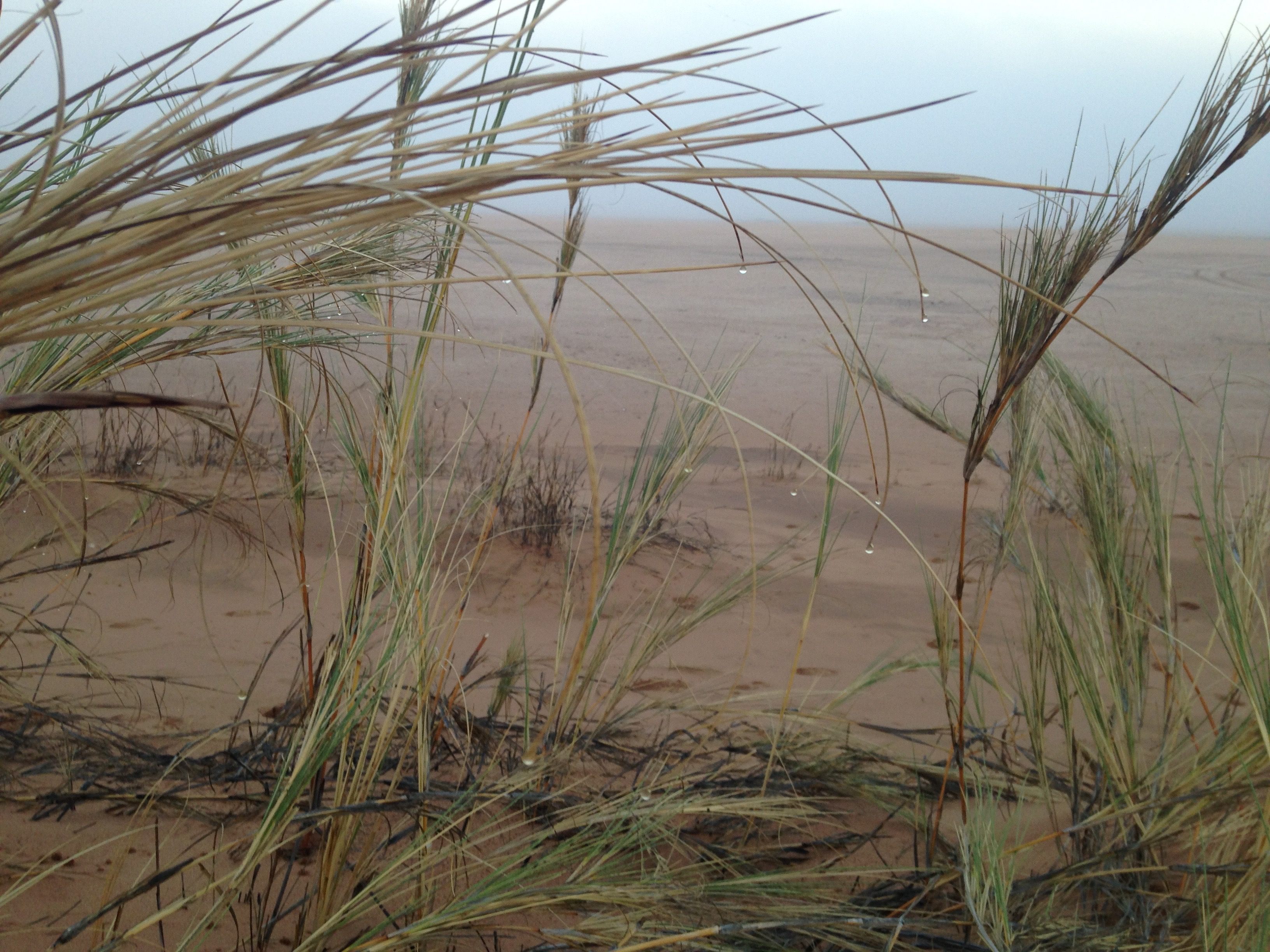 In the Namib, fog feeds plants and animals that have adapted to a dry life. 