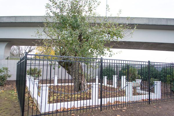 The Old Apple Tree in Vancouver