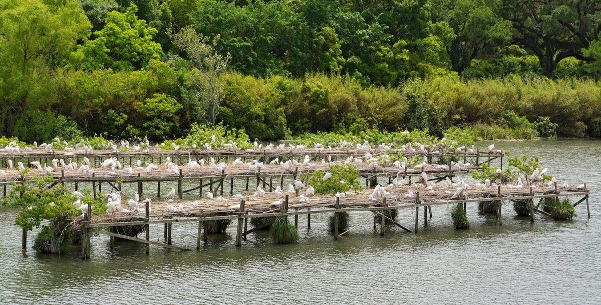 An egret rookery on Avery Island.