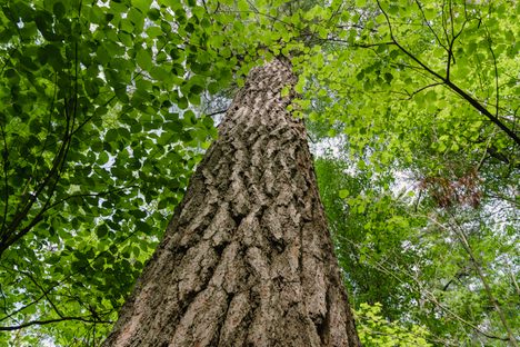 The trees of the Lost Forty are in general taller than the surrounding woods. 