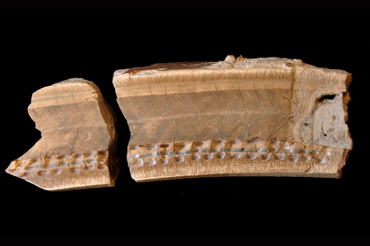 A giant sloth tooth.