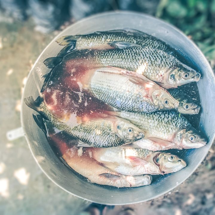 Fresh fish.