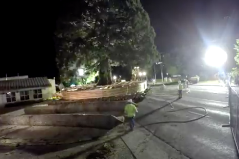 Moving a giant tree is no easy feat.