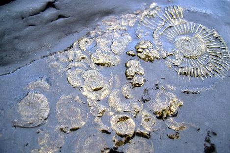 Ammonite fossils like these are found between the tables