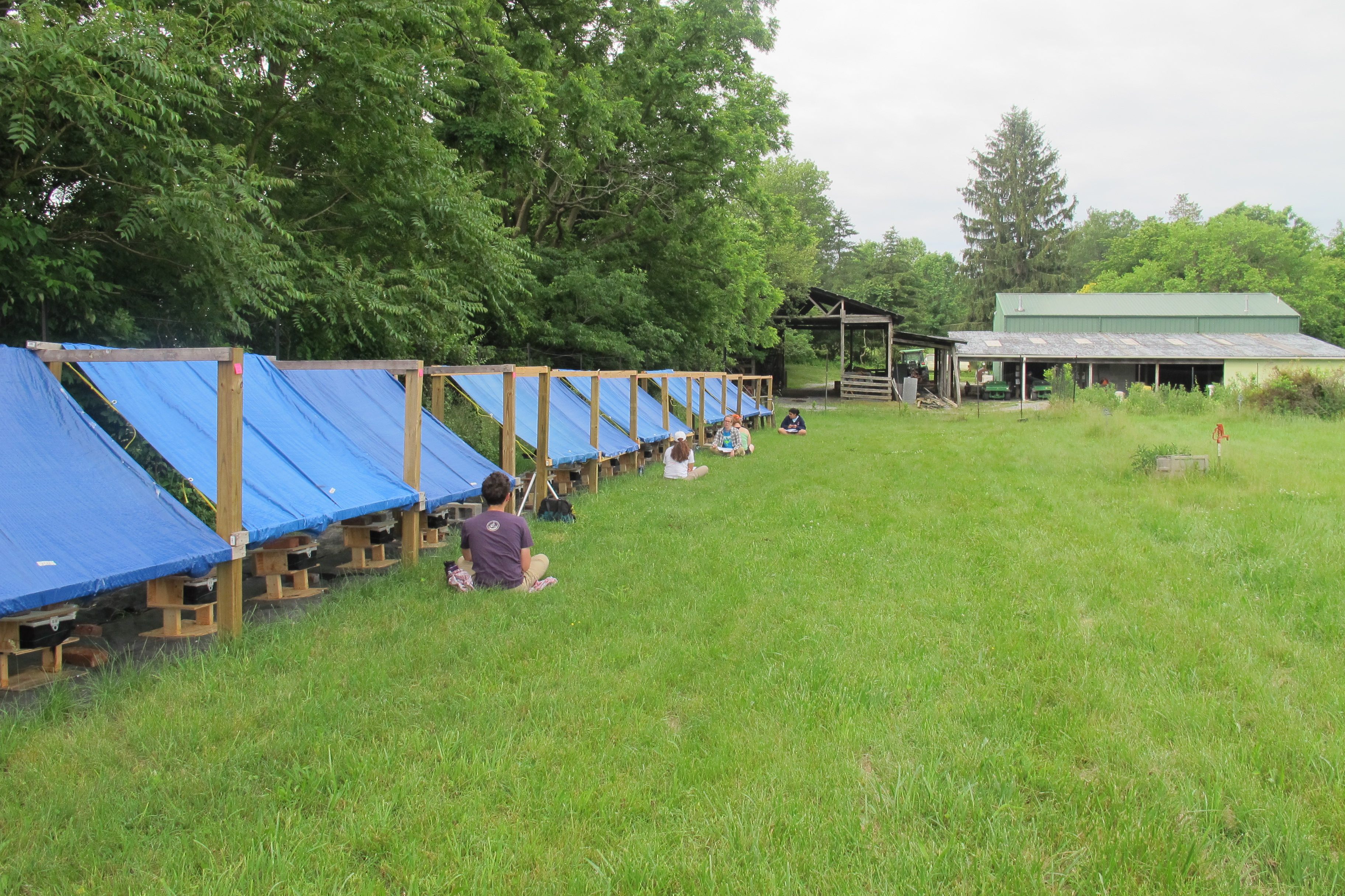 Student researchers observe and record the activity of foraging bumble bees at Blandy Experimental Farm.