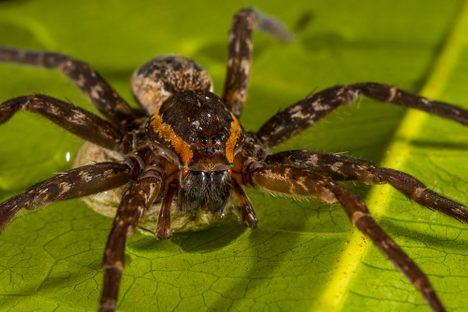 Newly-Identified Spider Rides Waves, Catches Fish